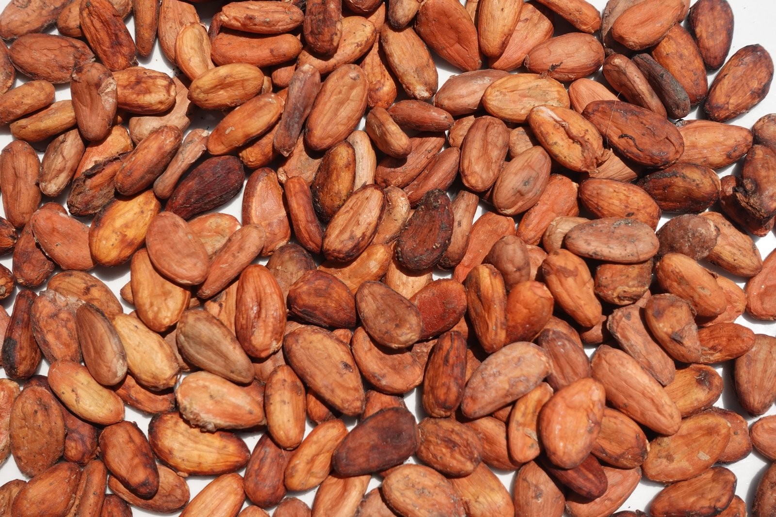 Cocoa Beans