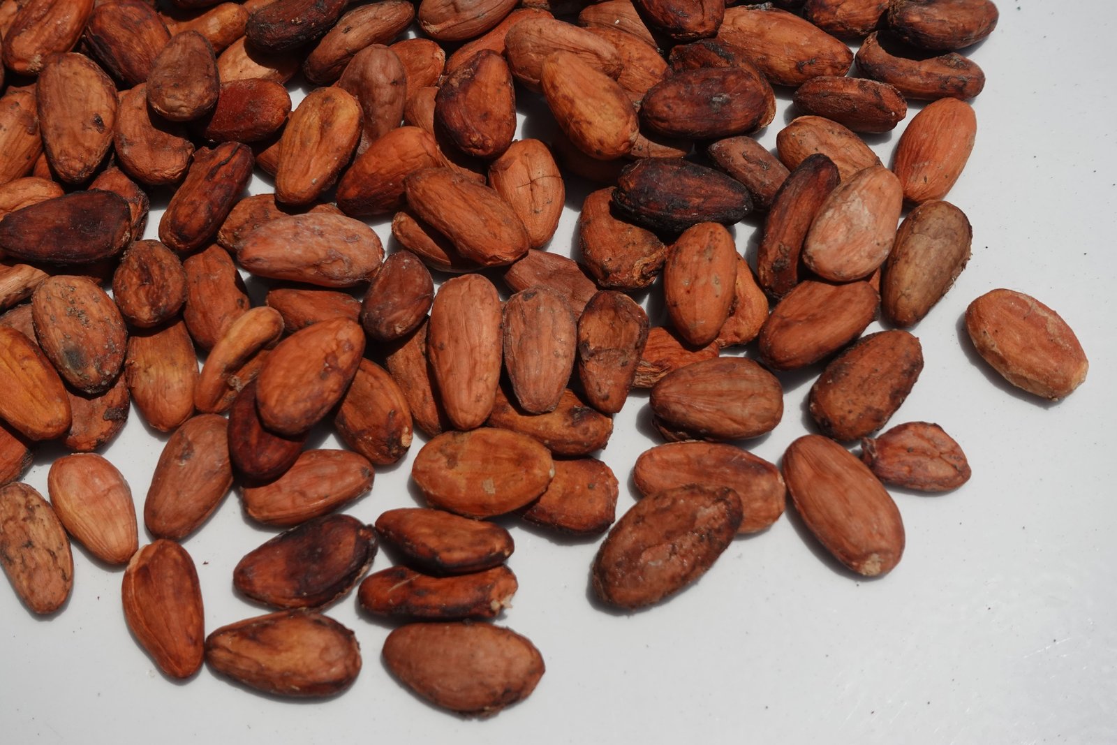 Cocoa farm